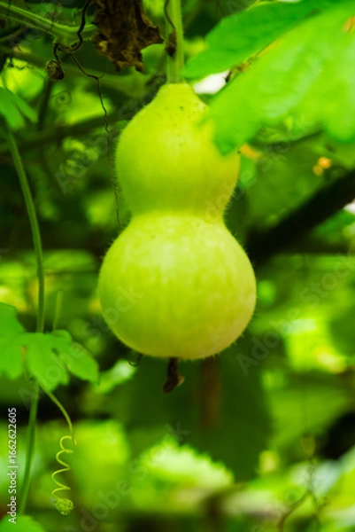 Obraz 瓢箪の実り