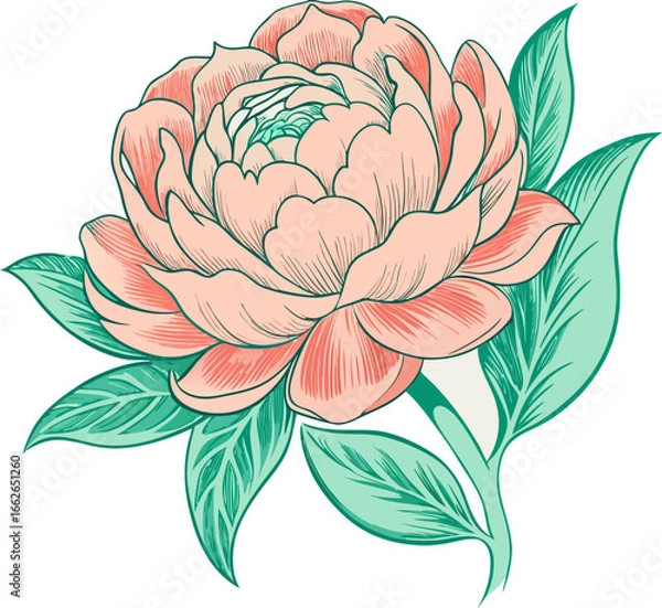 Fototapeta Vintage peony flower sketch in pastel pink and green, editable vector on white paper-like background.