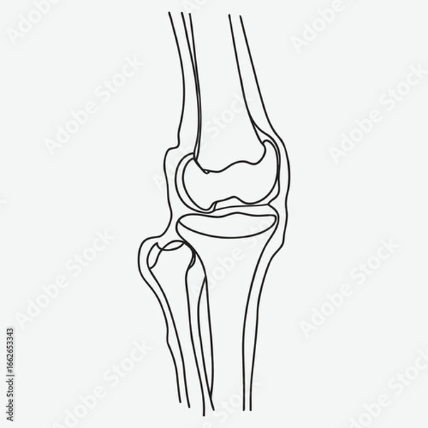 Obraz Human knee joint bone line art.