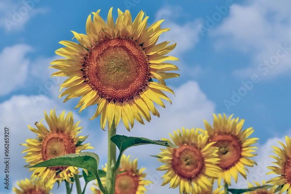 Obraz ヒマワリの花（Sunflower）