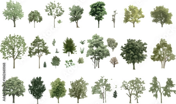 Obraz Collection of diverse deciduous and evergreen trees isolated on a white background for design