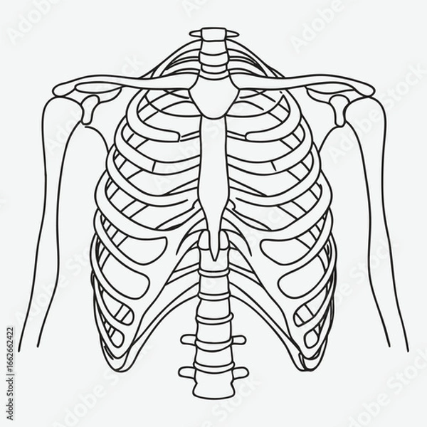 Obraz Human skeleton upper body line art.
