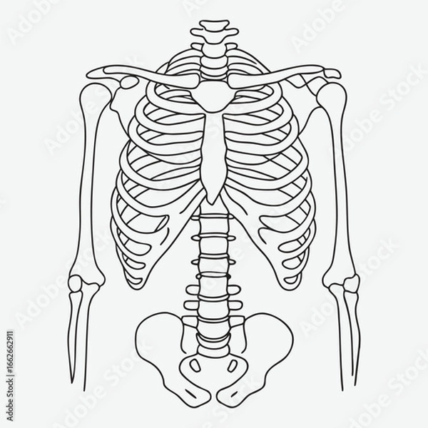 Obraz Human skeleton upper body line art.