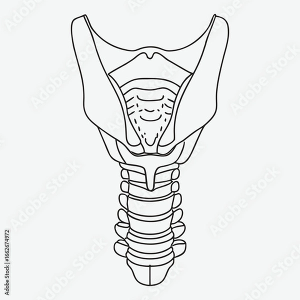 Obraz Human thyroid gland line art.