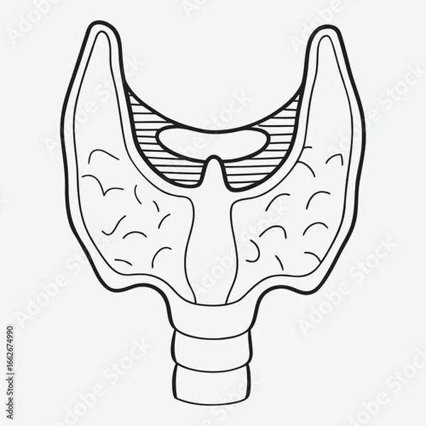 Obraz Human thyroid gland line art.