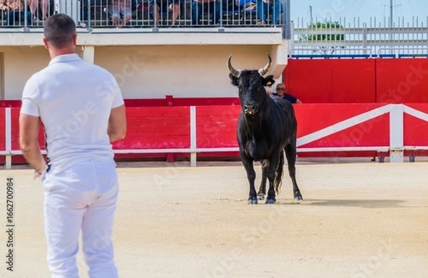 Obraz Course Camarguaise, tradition taurine en Camargue dans  le sud de la France.