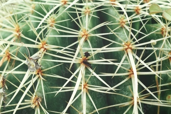 Fototapeta Cactus