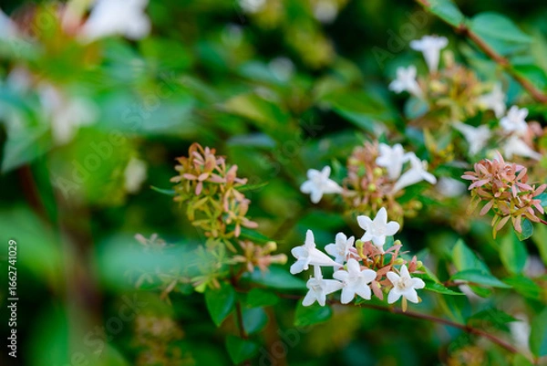 Obraz 小さい白い花の群生