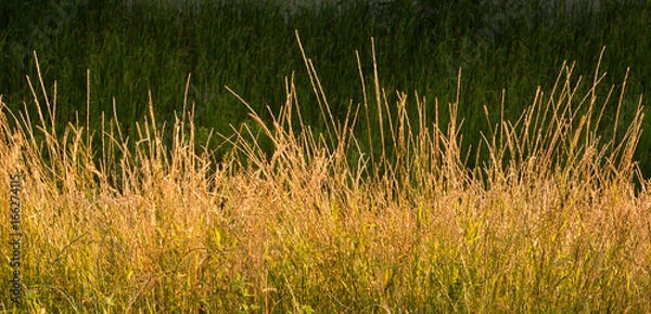 Fototapeta Gold Wild Grass Background