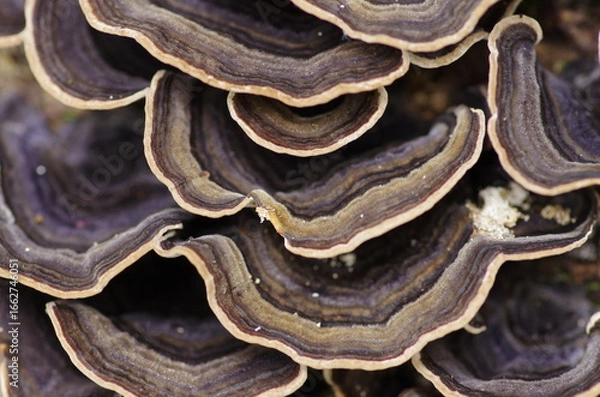 Fototapeta カワラタケ