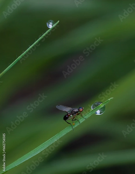 Obraz Insect after rain