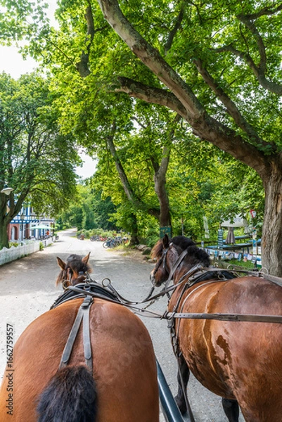 Fototapeta Zwei Pferde einer Kutsche während einer Kutschfahrt auf Hiddensse