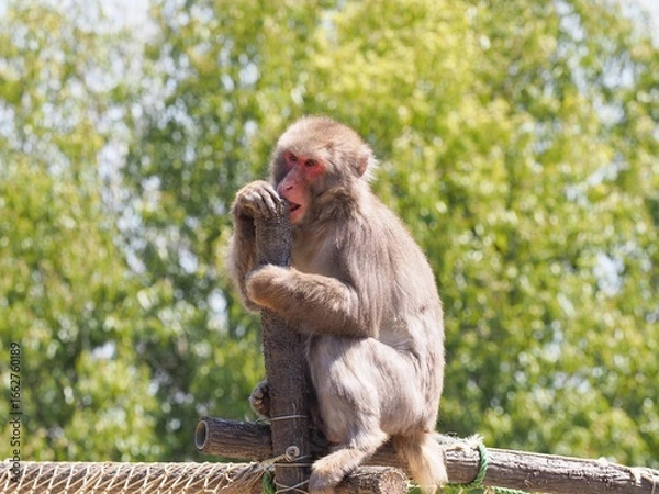 Obraz ニホンサル