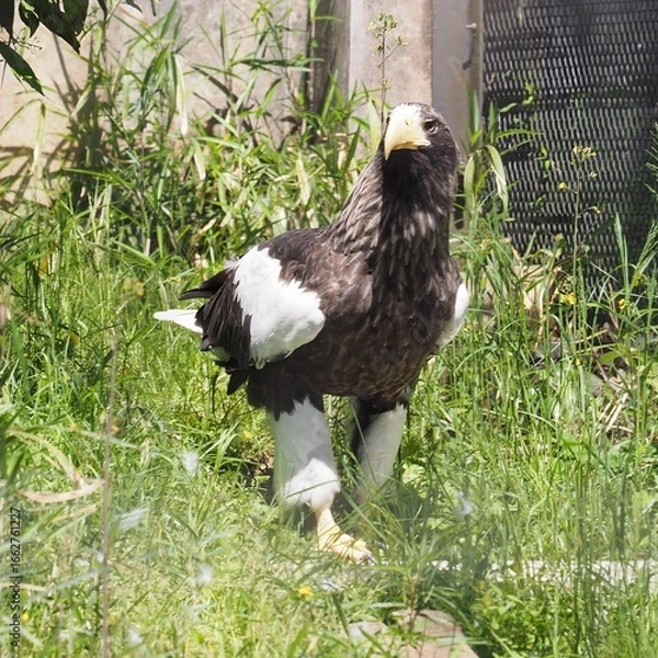 Fototapeta オオワシ