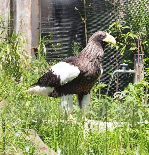 Fototapeta オオワシ