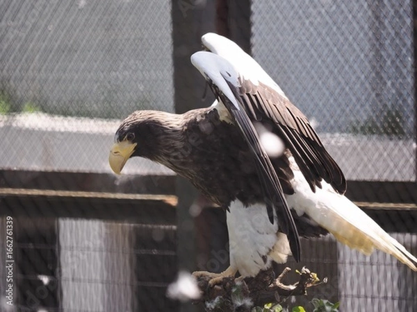 Fototapeta オオワシ