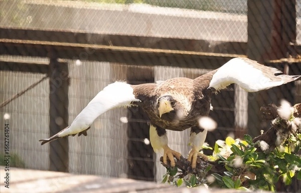 Fototapeta オオワシ
