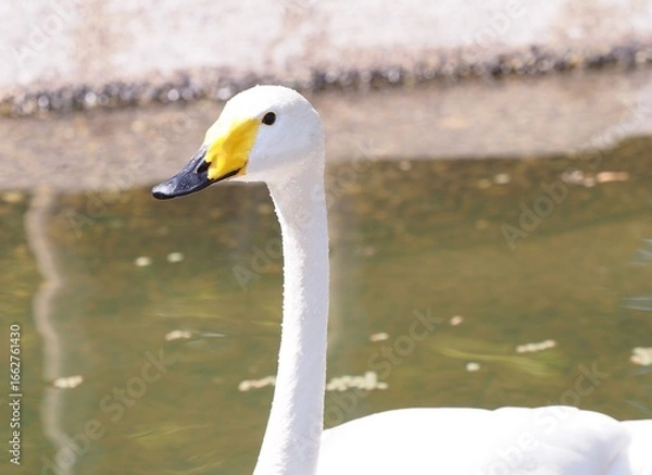 Fototapeta 白鳥