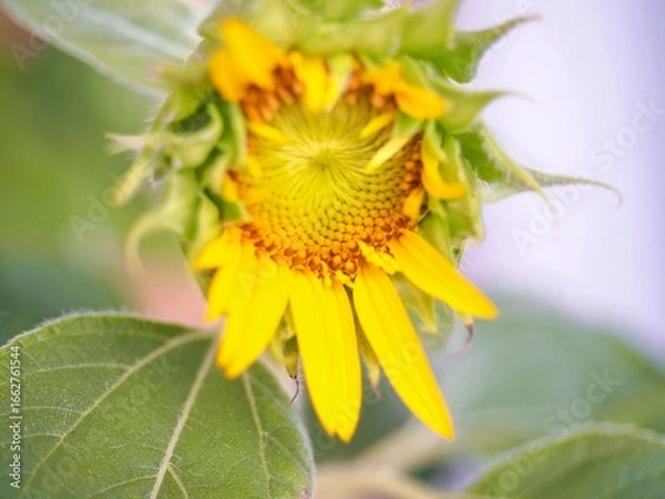 Obraz ひまわり　接写