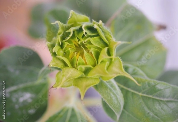 Fototapeta ひまわり　接写