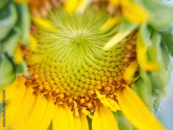 Obraz ひまわり　接写