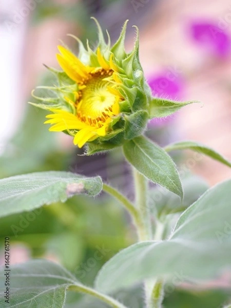 Obraz ひまわり　接写