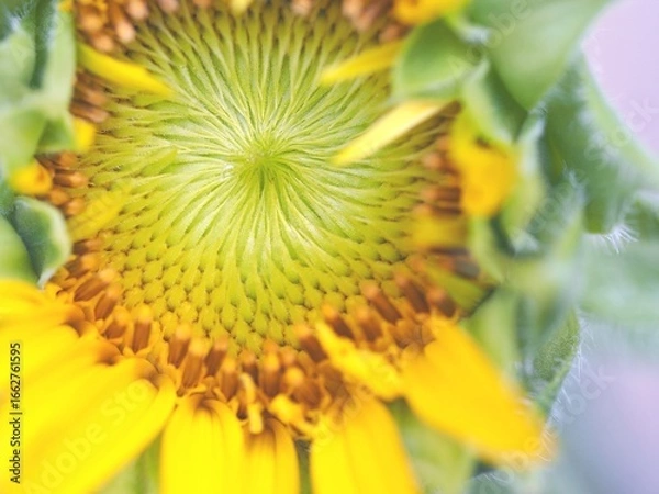 Obraz ひまわり　接写