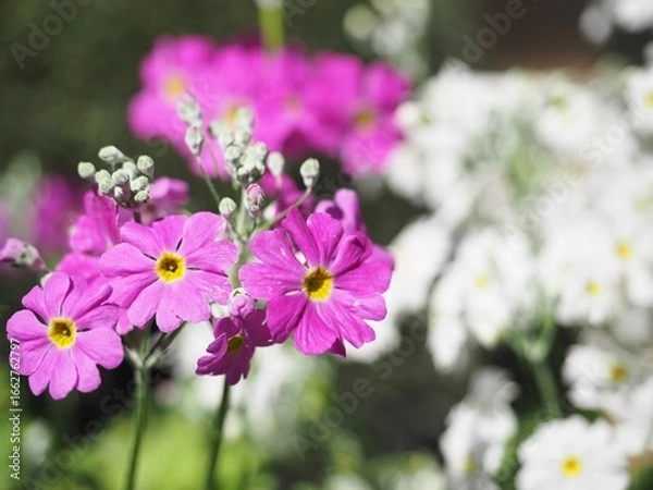 Obraz サクラソウ