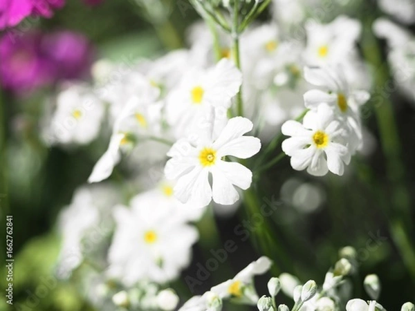 Obraz サクラソウ