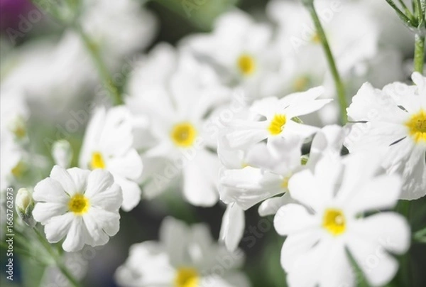 Obraz サクラソウ