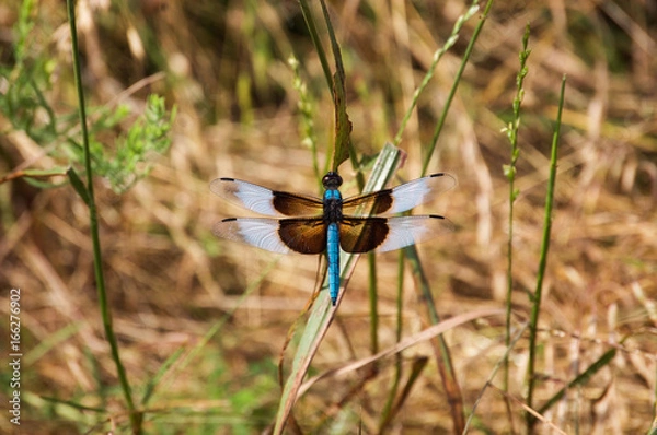 Obraz Blue Dragonfly