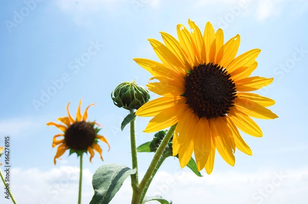 Obraz Sunflower 1