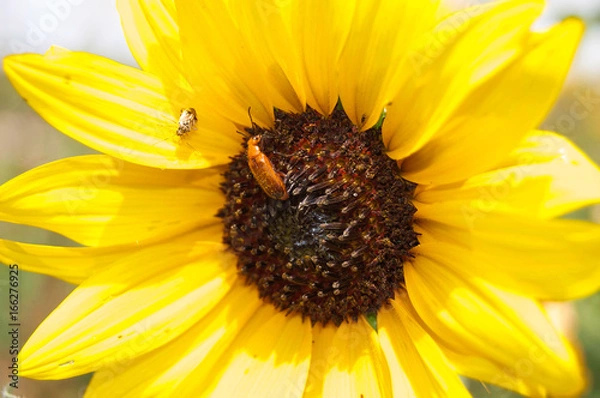 Obraz Sunflower With Insects