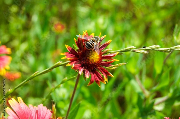 Obraz Blanket Flower With Bee