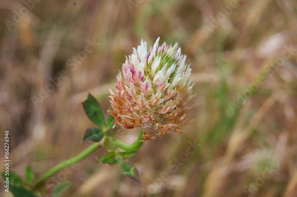 Obraz Red Clover Flower 1