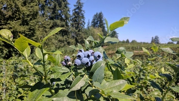 Obraz Blueberries in the sun