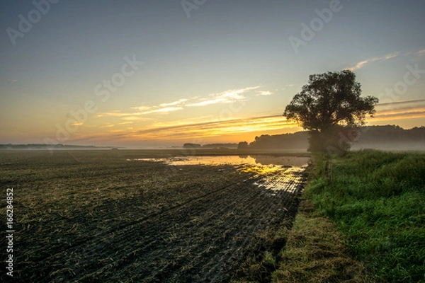 Obraz Corn field at sunrise and flood