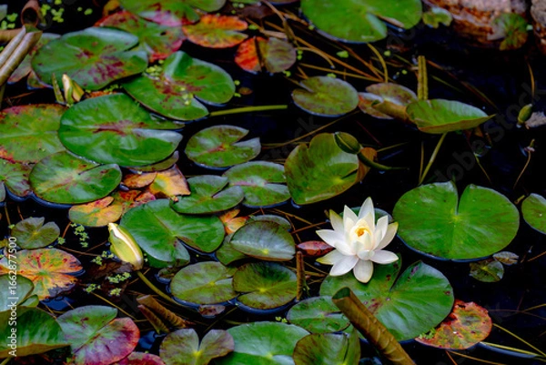 Obraz 白い睡蓮の花