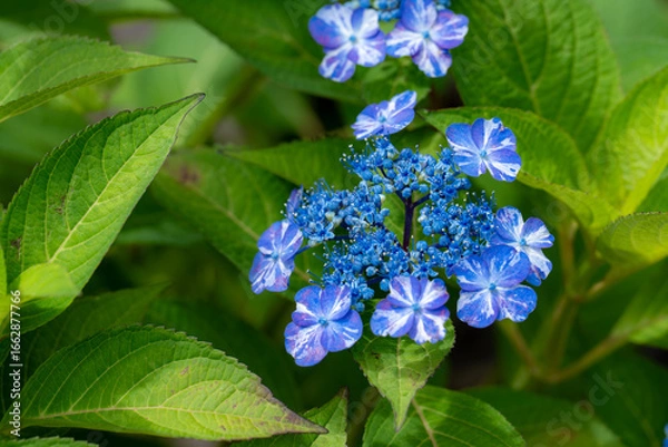 Obraz 青い紫陽花