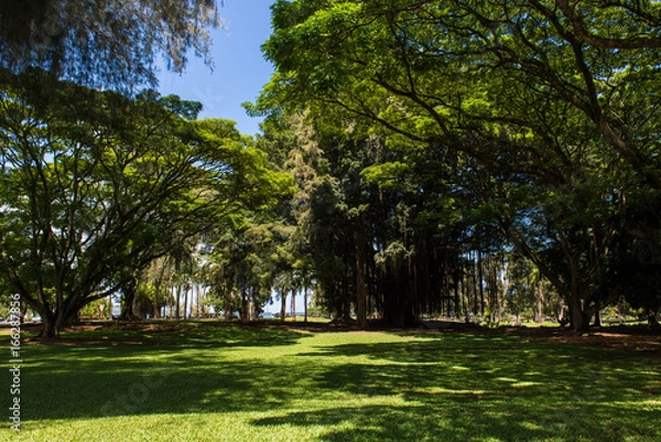 Obraz ハワイ島の公園