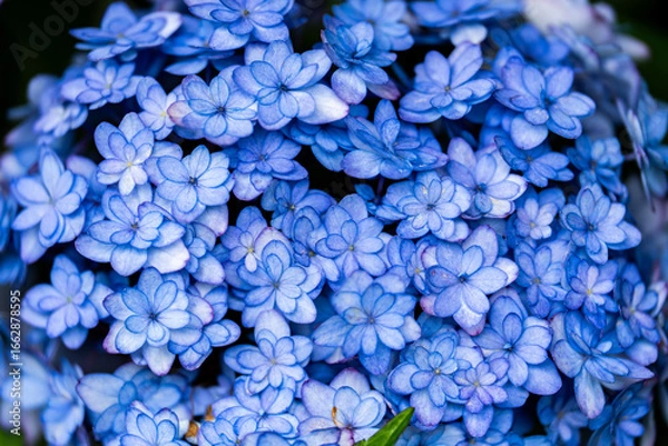 Obraz 青い紫陽花