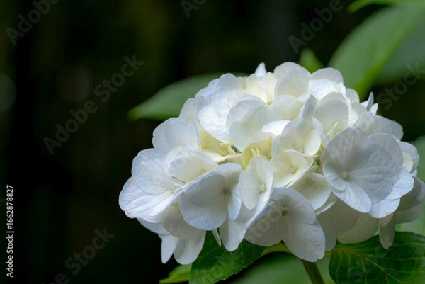 Obraz 白いあじさい