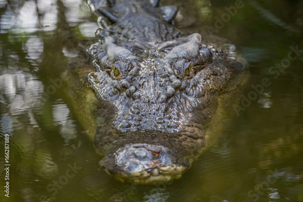 Fototapeta Crocodile