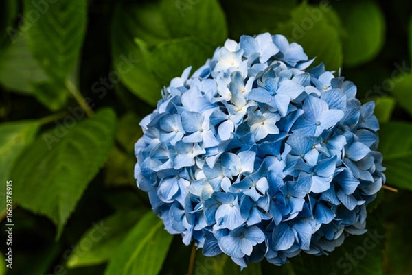 Obraz 青い紫陽花