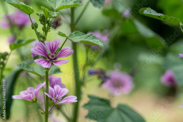 Obraz 背の高いピンクの花