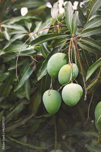 Obraz Mangoes on tree in garden 