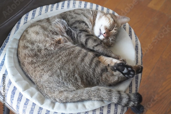 Obraz 眠るキジトラ