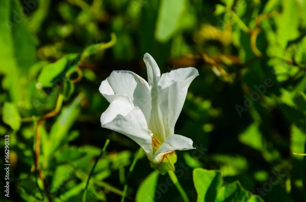 Fototapeta Bindweed (Convolvulus) on a meadow