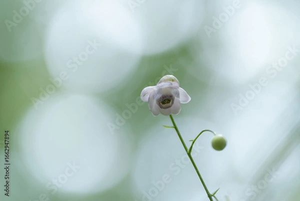 Obraz レンゲショウマ