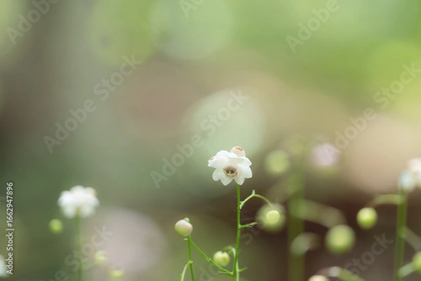 Obraz レンゲショウマ